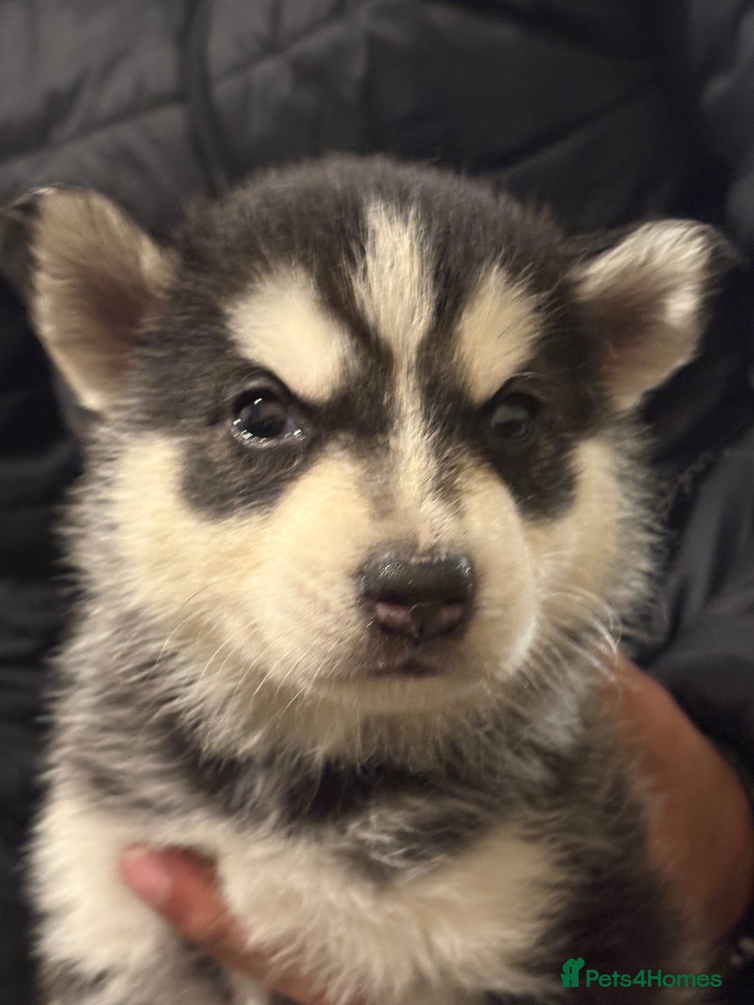 Siberian Husky dogs for sale: Beautiful Siberian huskies - Image 4