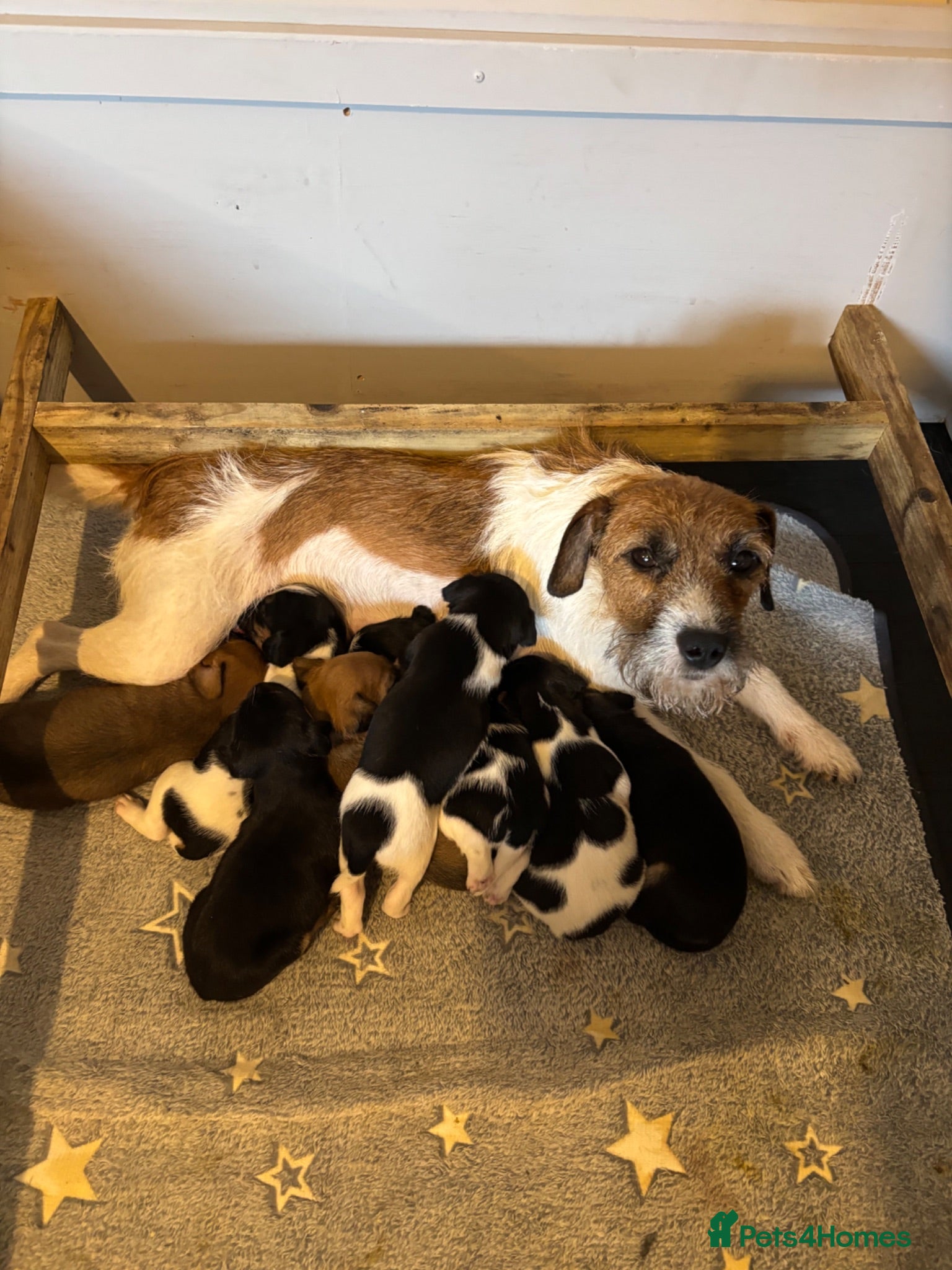Jack Russell dogs Jack Russell puppies  - Advert 1