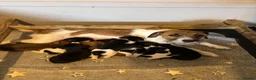 Jack Russell dogs for sale: Jack Russell puppies  in Launceston - Advert 1