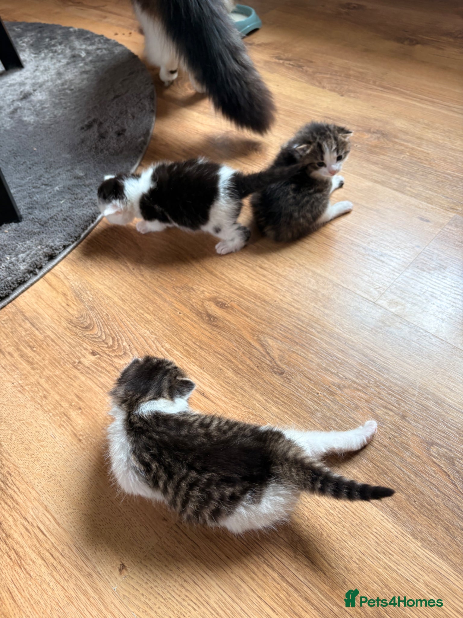 Mixed Breed cats for sale: Gorgeous kittens  in Nantwich - Advert 17