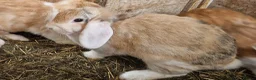 Dwarf Lop rabbits for sale: Friendly, lovely, laidback dwarf lop girls🐰🥰 - Advert 22