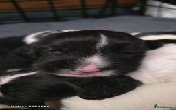 Sprocker dogs for sale: Spaniel Puppies  - Image 10