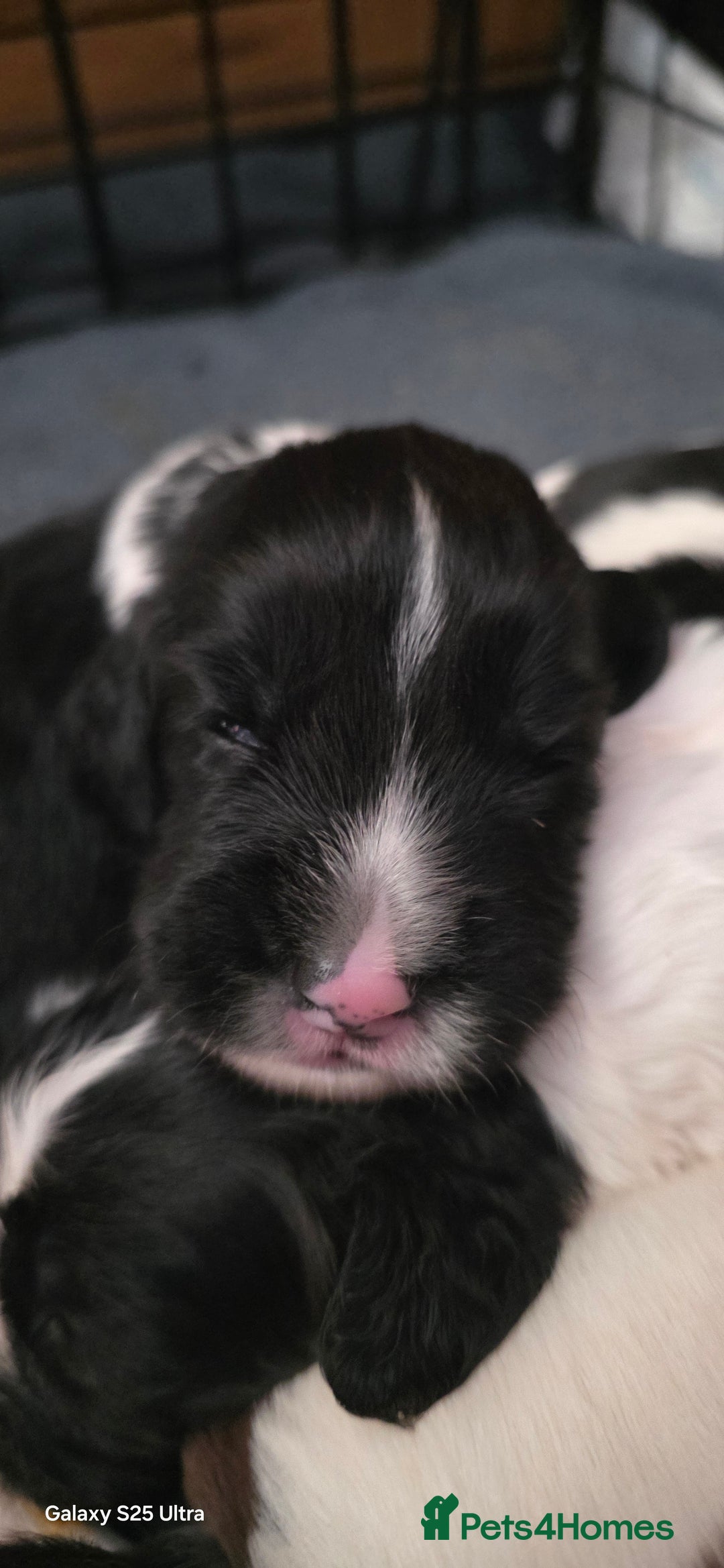 Sprocker dogs for sale: Spaniel Puppies  - Image 10