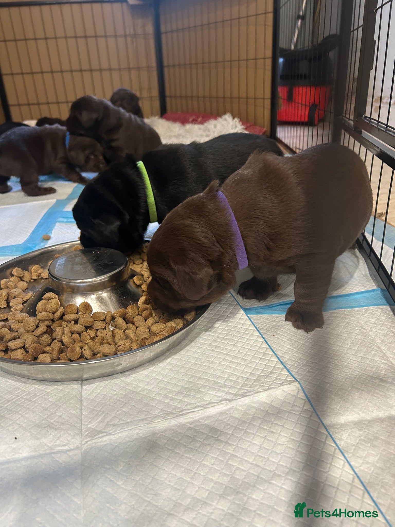 Labrador Retriever dogs Labrador puppies  - Advert 2