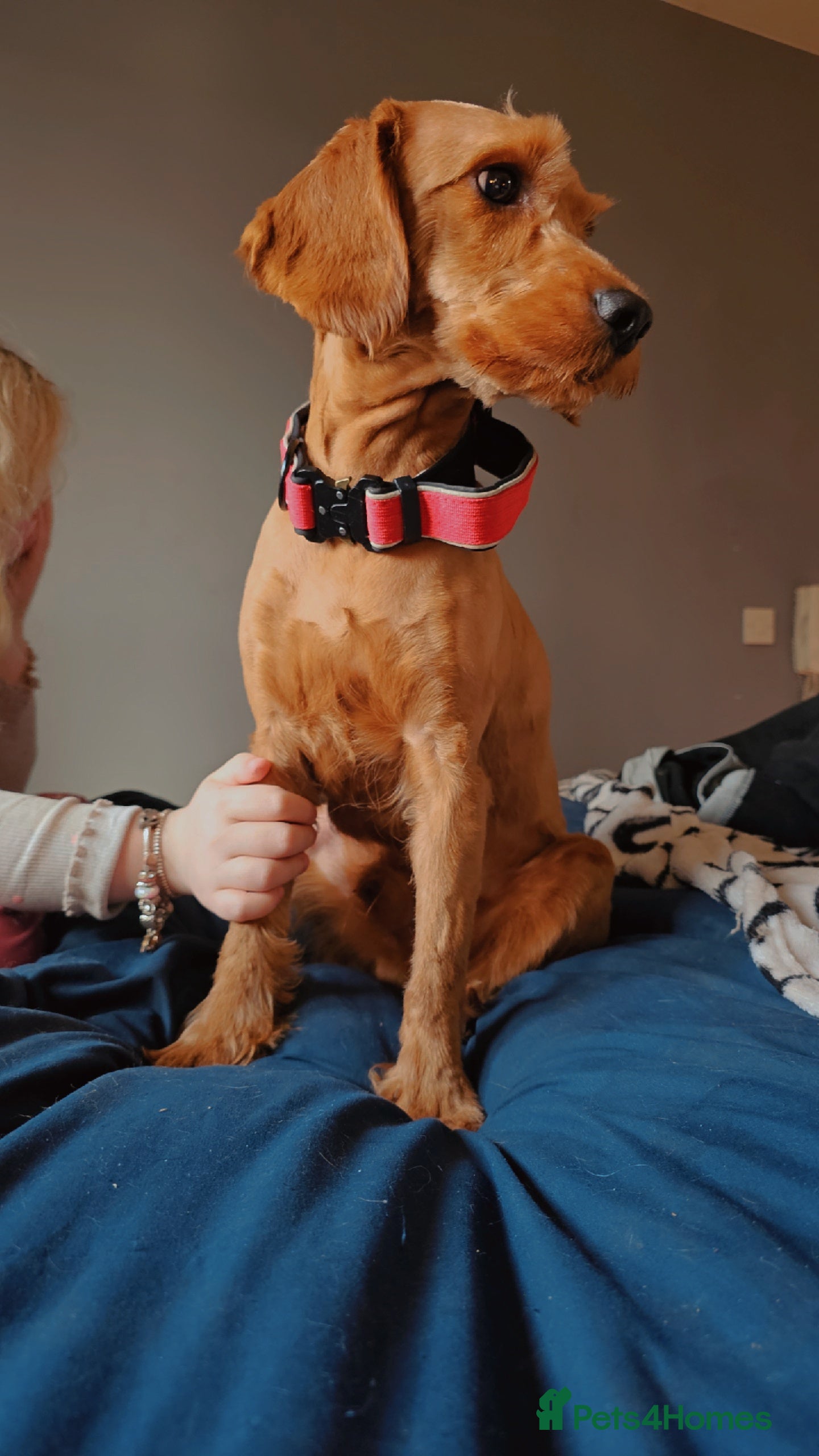 Cockapoo dogs F1 Fox Red Cockapoo - Advert 3