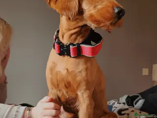 Cockapoo dogs F1 Fox Red Cockapoo - Advert 9