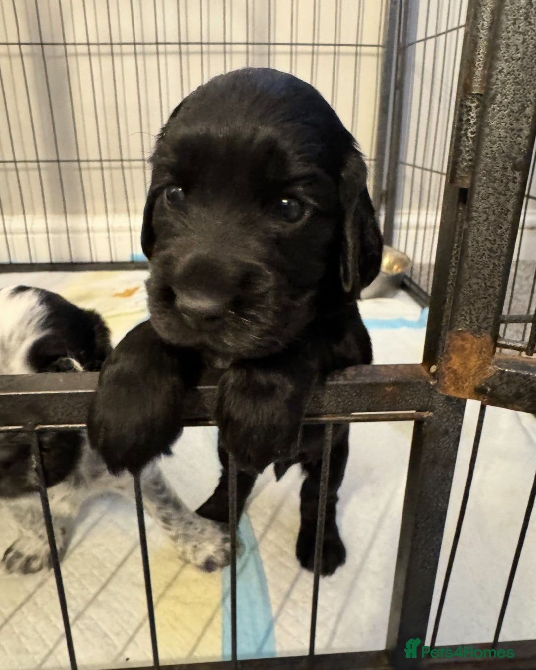 Cocker Spaniel dogs for sale: Cocker Spaniel Puppies  - Image 13