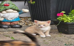 Mixed Breed cats for sale: 3 lovely and playful kittens  - Image 2
