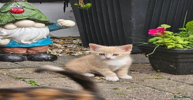 Mixed Breed cats - Advert 2