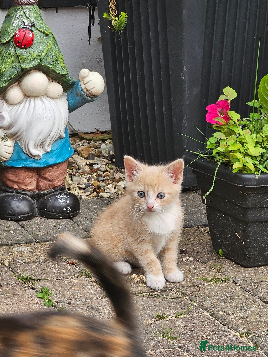 Mixed Breed cats for sale: 3 lovely and playful kittens  - Image 2