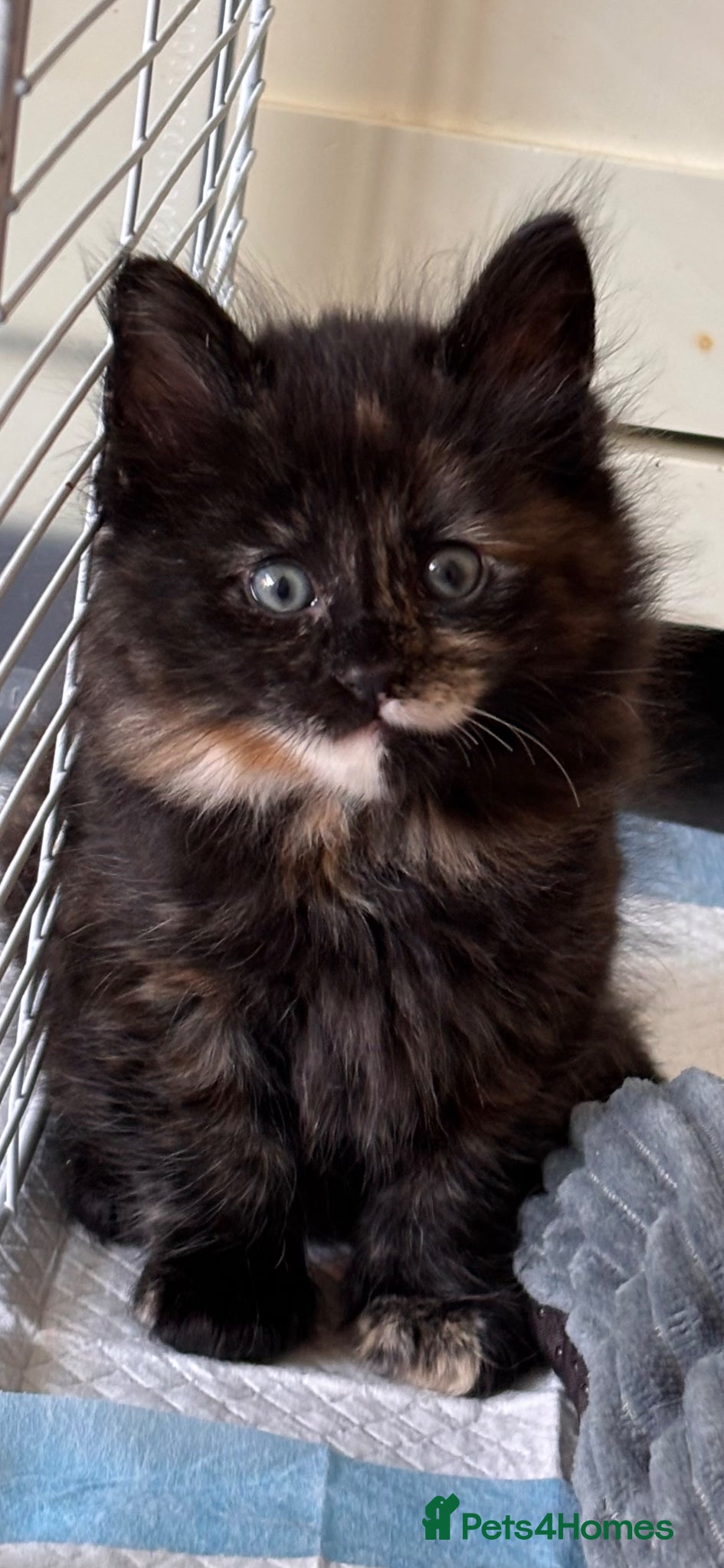 Mixed Breed cats Only 3 LEFT- 6 beautiful kittens.  - Advert 1