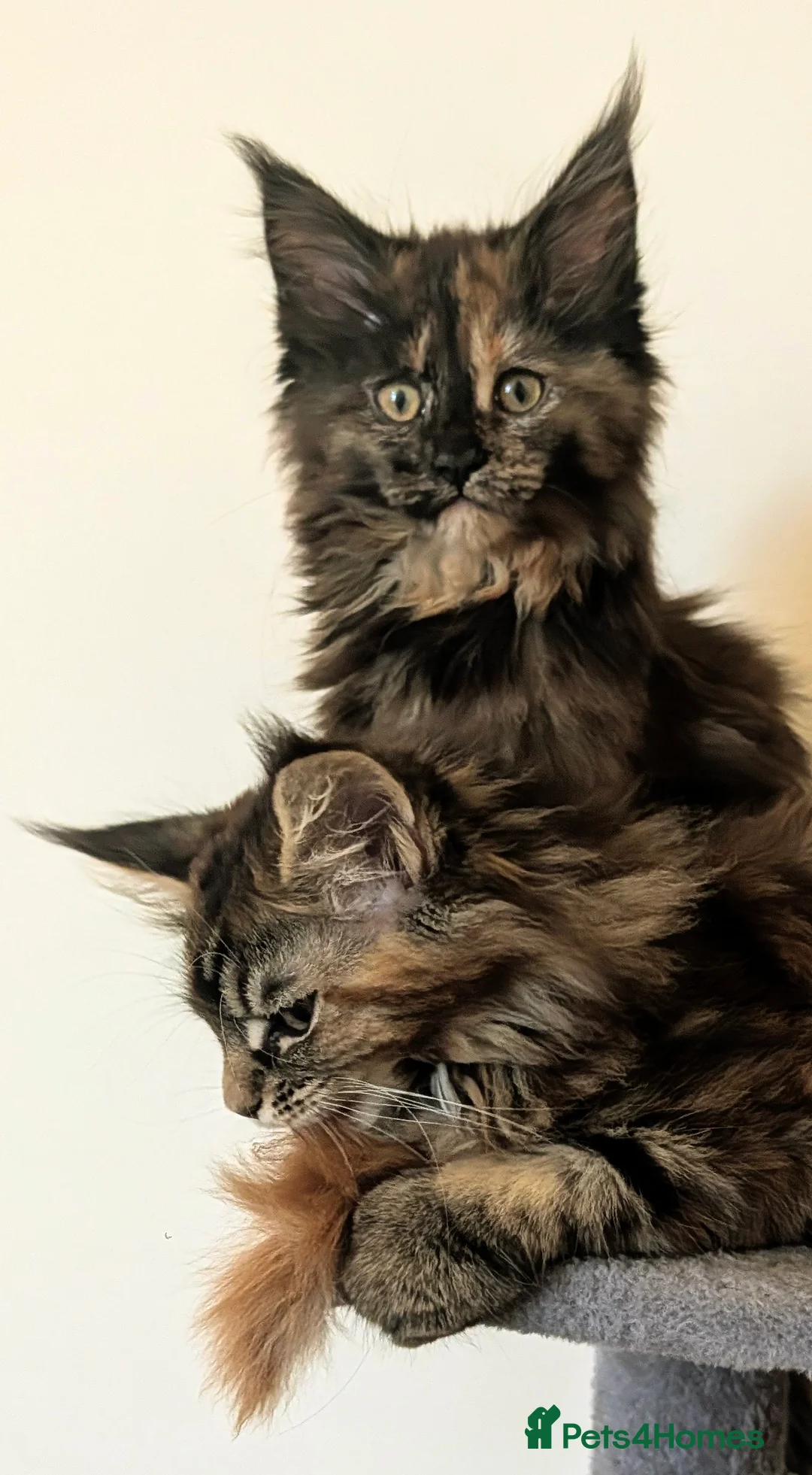 Maine Coon cats for sale: Ready to be re-homed - Advert 1