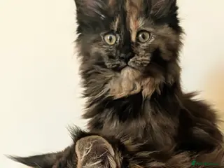 Maine Coon cats Ready to be re-homed - Advert 1