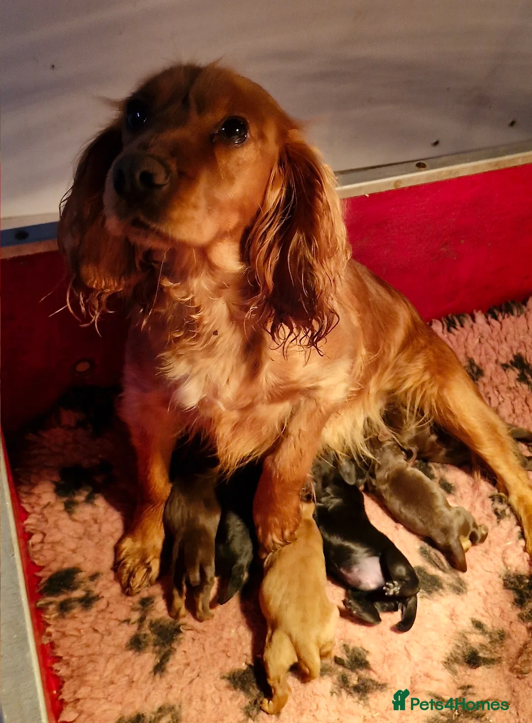 Cocker Spaniel dogs for sale: COCKER SPANIEL PUPPIES - Advert 2