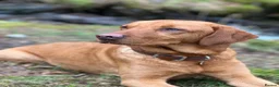 Labrador Retriever dogs for sale: Labrador Puppies – Family Raised – Dorset  in Dorchester - Advert 9