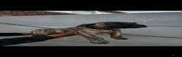 Presa Canario dogs for sale: Presa Canario Puppies –Reduced Price-Top bloodline - Advert 20