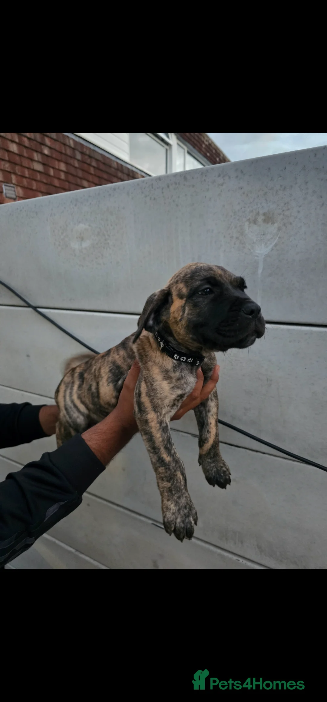 Presa Canario dogs for sale: Presa Canario Puppies –Reduced Price-Top bloodline - Advert 20
