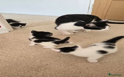 Mixed Breed cats for sale: Adorable Black & White Kittens - Image 4