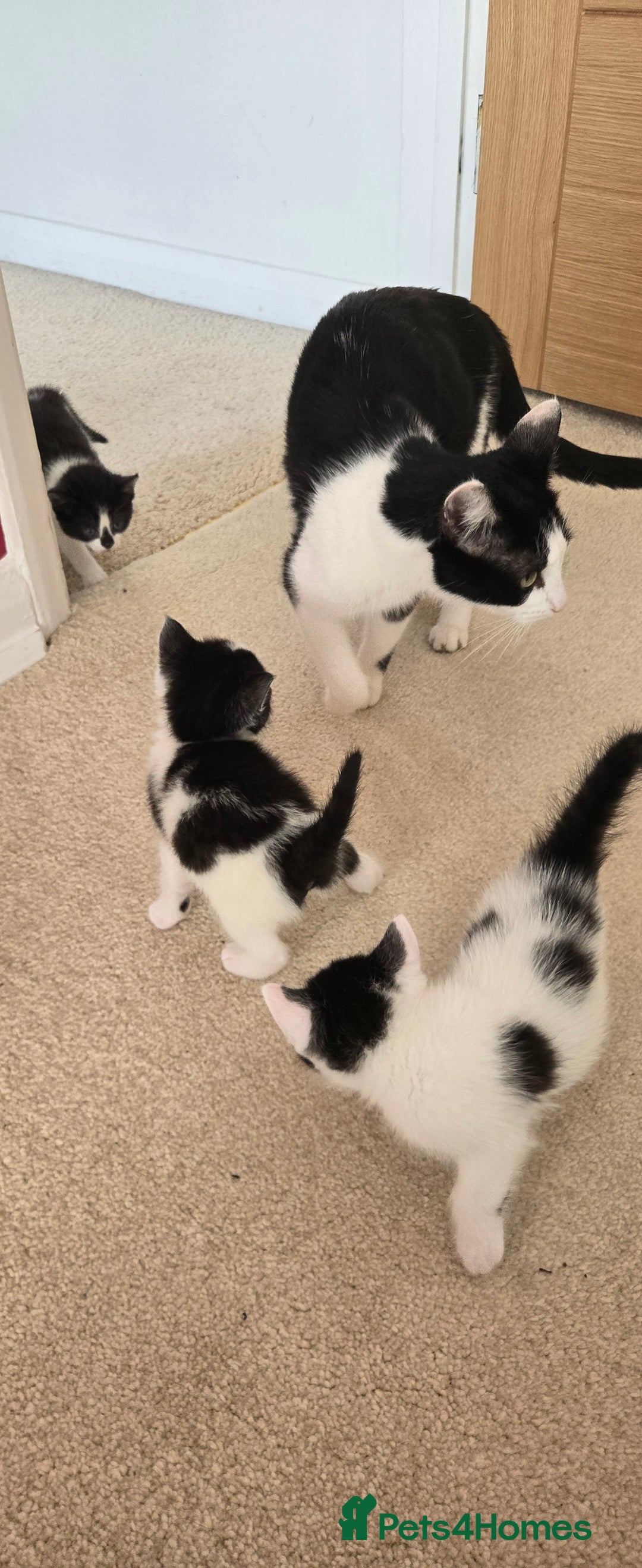 Mixed Breed cats for sale: Adorable Black & White Kittens - Image 4