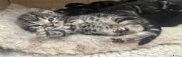 Mixed Breed cats for sale: Beautiful kittens  in Woking - Advert 27