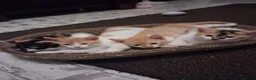 Domestic Shorthair cats for sale: 2 MALE AND 1 FEMALE 9 WEEK OLD KITTENS - Advert 19