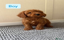 Cockapoo dogs for sale: 6 stunning cockapoo puppies  - Image 6