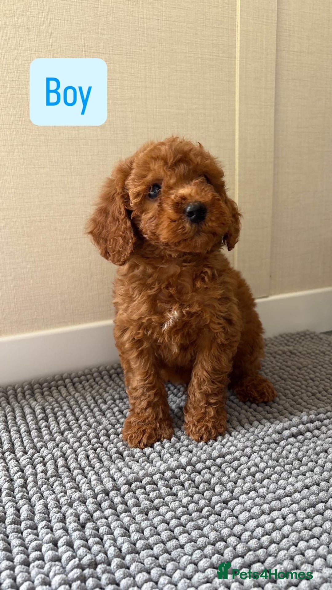 Cockapoo dogs for sale: 6 stunning cockapoo puppies  - Image 6