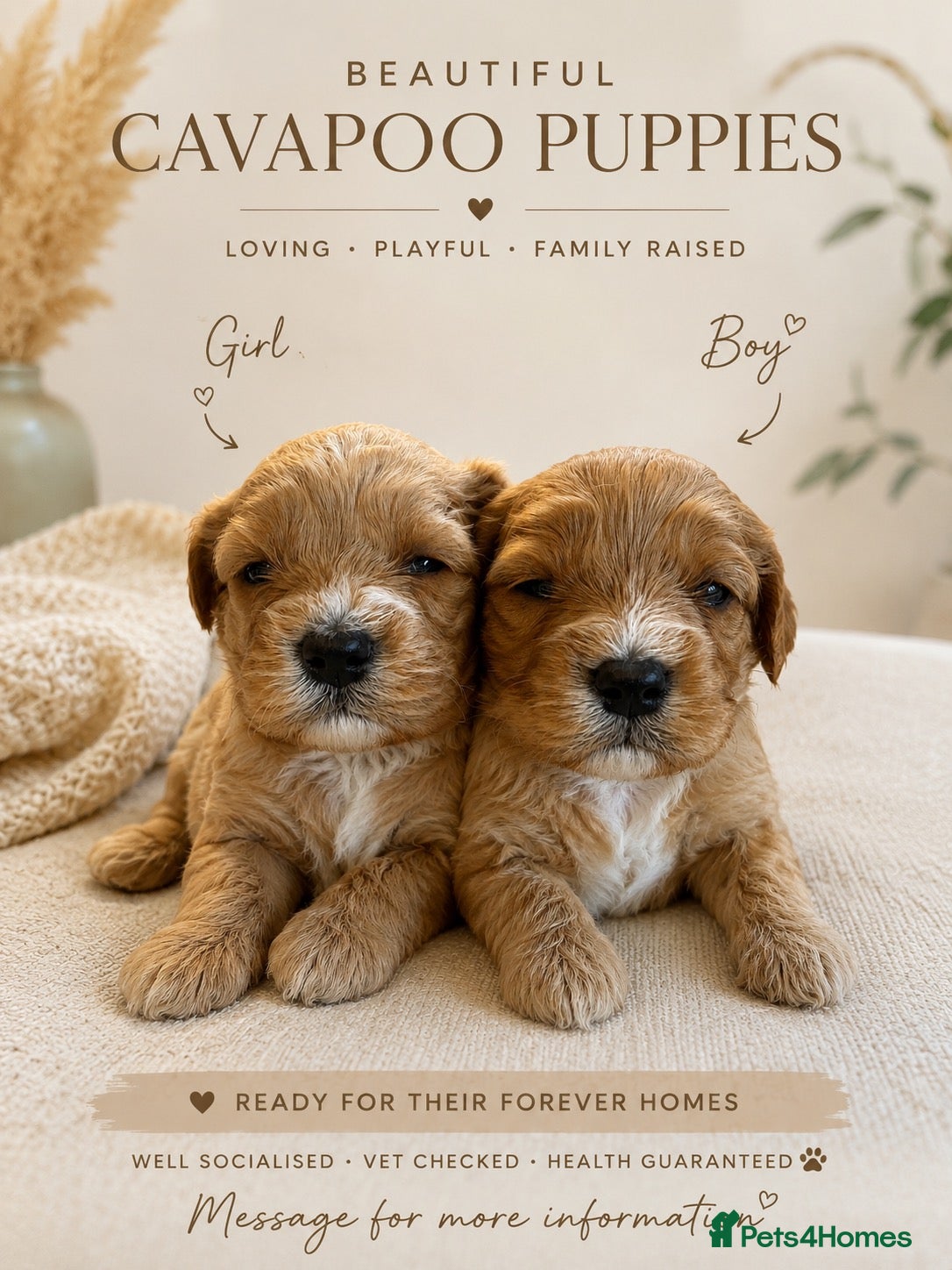 Cavapoo dogs F1 CAVAPOO PUPPIES 5 STAR LICENSED BREEDER.  - Advert 2