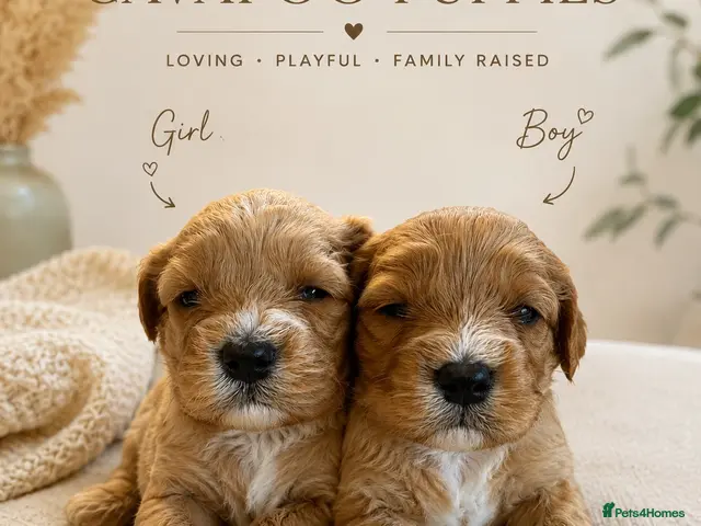 Cavapoo dogs F1 CAVAPOO PUPPIES 5 STAR LICENSED BREEDER. - Advert 2