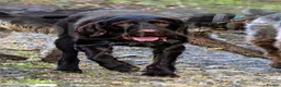 German Wirehaired Pointer dogs for stud: SOLID LIVER GERMAN WIREHAIRED POINTER AT STUD - Advert 6