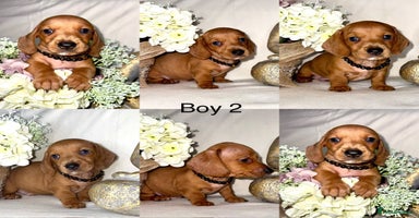 Dachshund dogs - Advert 12