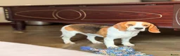 Beagle dogs for sale: Loving beagle female looking for new home 🐾🤎 - Advert 1