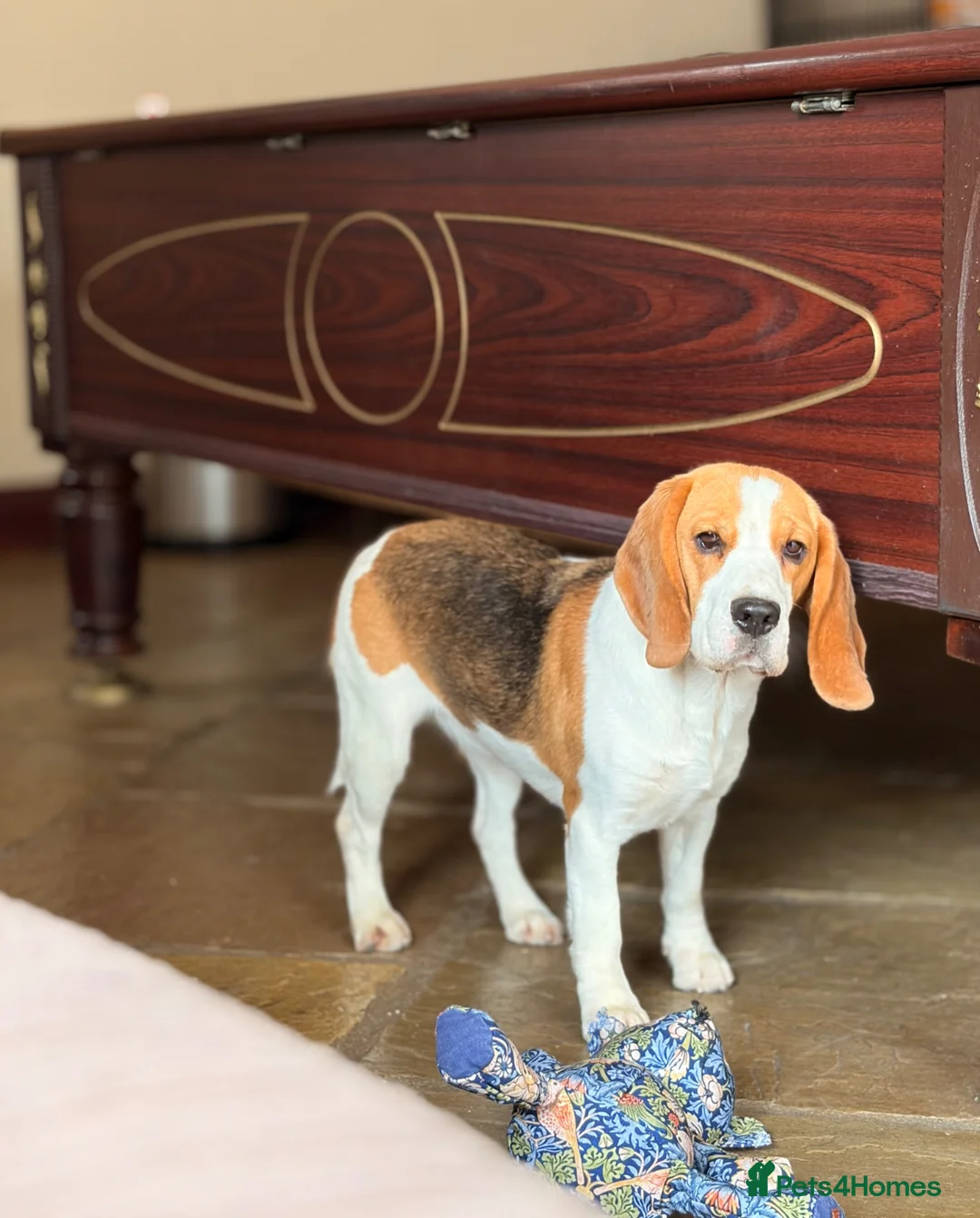 Beagle dogs for sale: Loving beagle female looking for new home 🐾🤎 - Advert 1