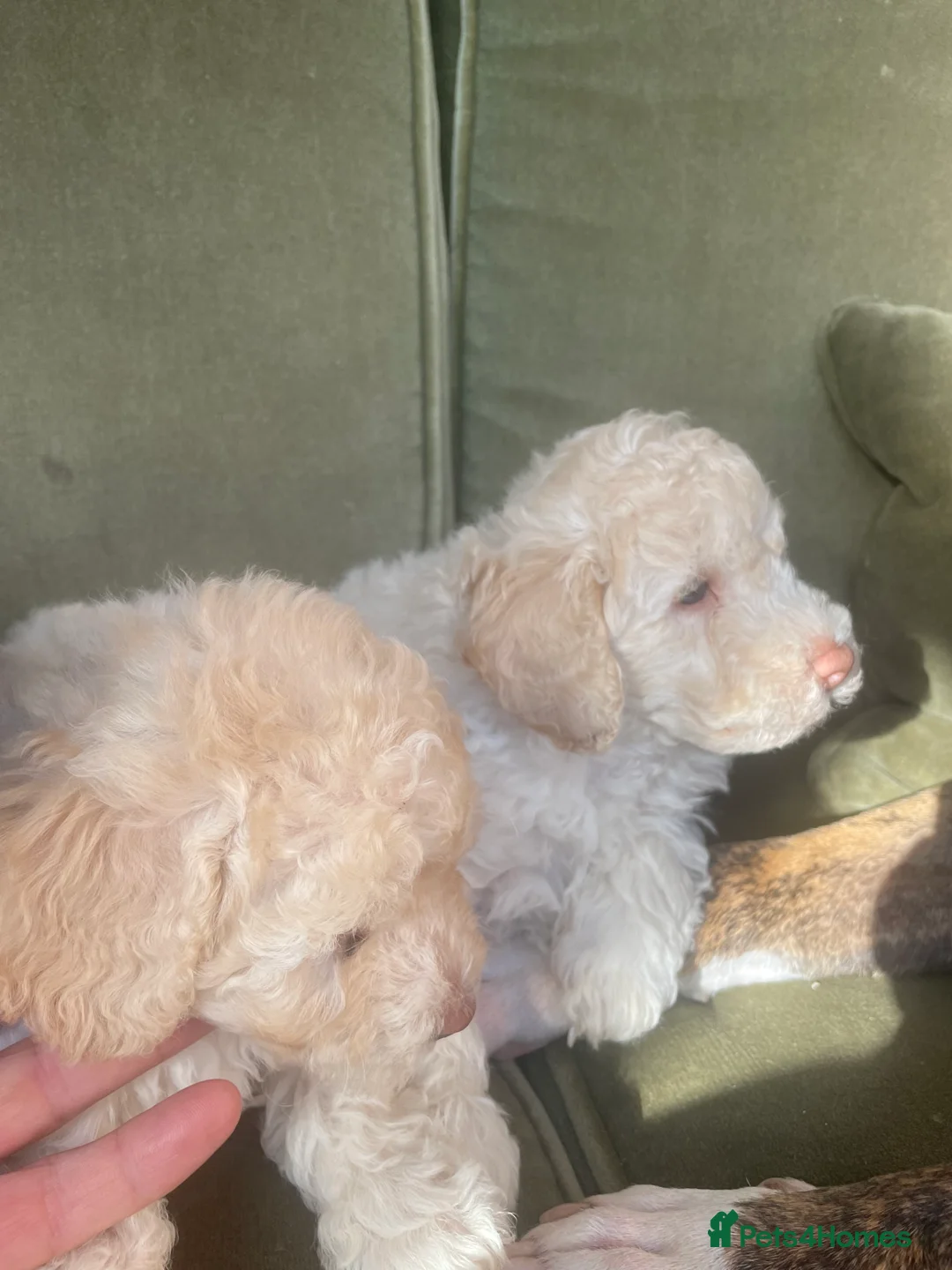 Cockapoo dogs for sale: F1b. Miniature Cockapoo’s  - Advert 2