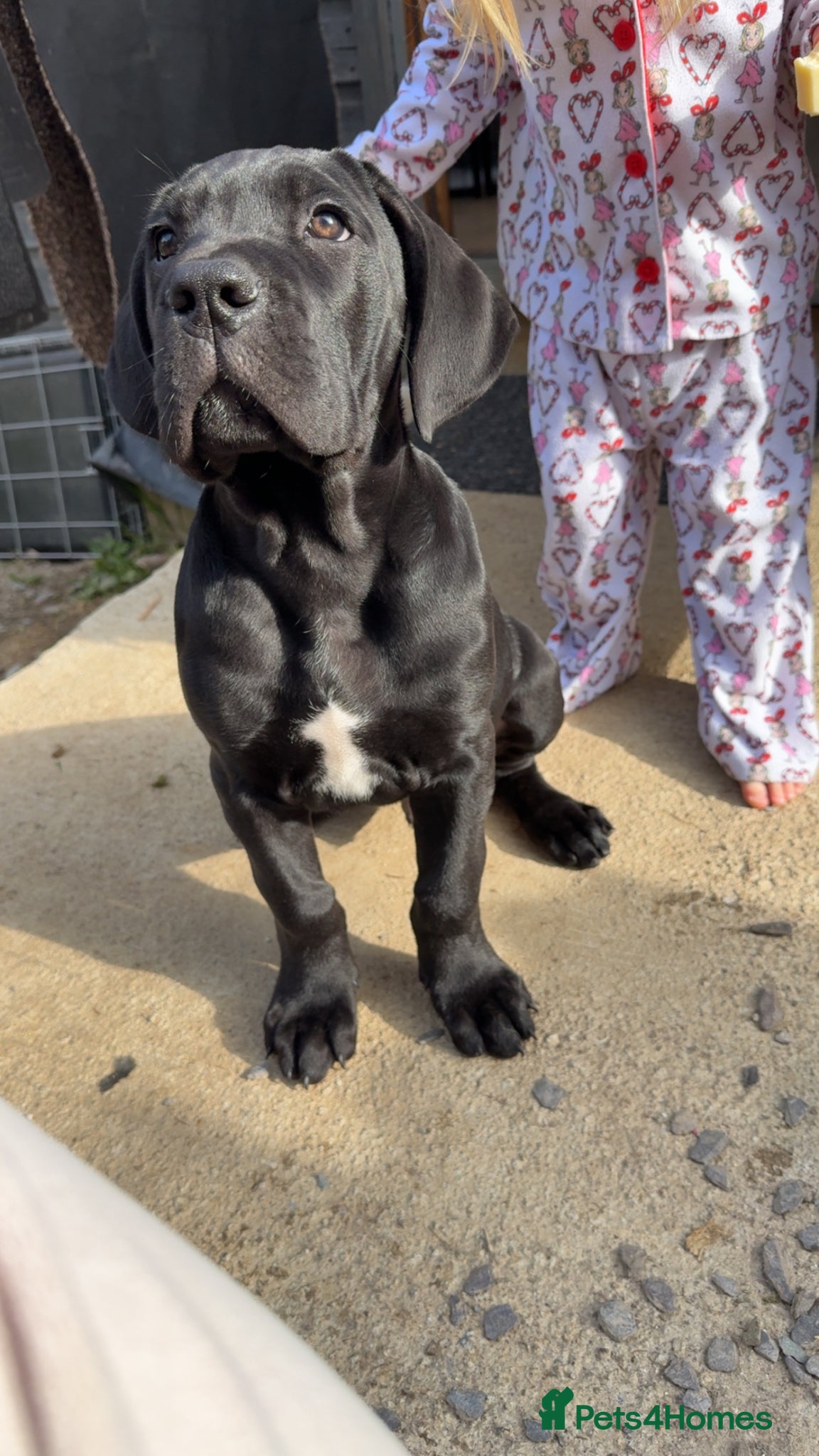 Mixed Breed dogs READY TO LEAVE Italian daniffs - Advert 3