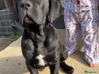 Mixed Breed dogs READY TO LEAVE Italian daniffs - Advert 3