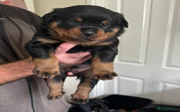Rottweiler dogs for sale: Kc rottweiler puppies  - Image 4