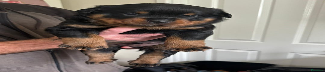 Rottweiler Puppy 3