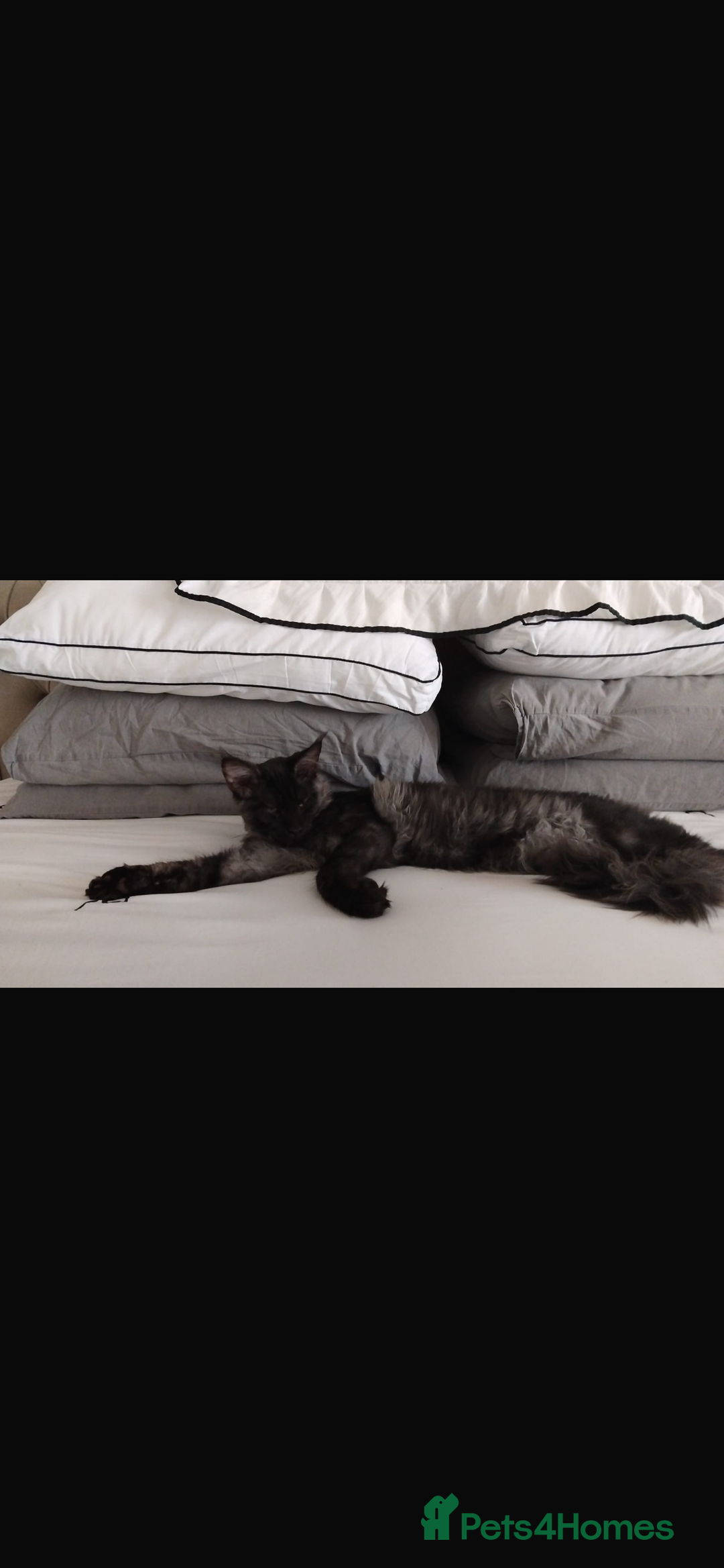 Maine Coon cats for sale: Big main coon - Image 4