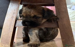 Border Terrier dogs for sale: Border terrier pups - Image 2