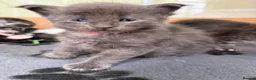 Maine Coon cats for sale: Reg. Maine Coon kittens from HEALTH TESTED PARENTS - Advert 7
