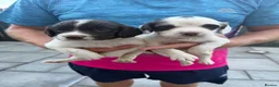 English Springer Spaniel dogs for sale: Quality English Working Springer Spaniel Puppies - Advert 9