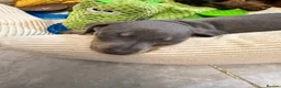 Dachshund dogs for sale: Dachshund - Advert 5