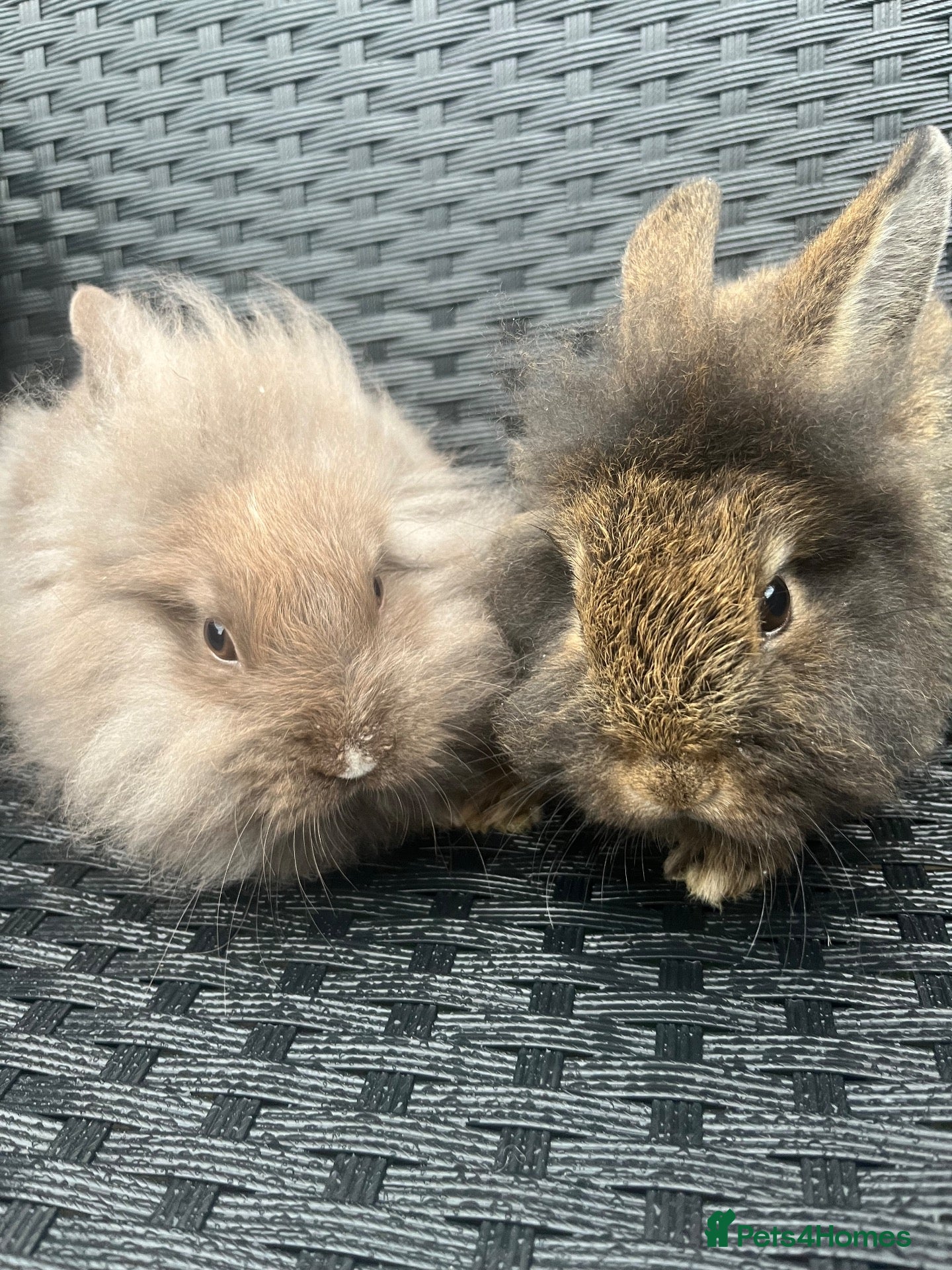 Mini Lion Lop rabbits Ready to go lionhead lops - Advert 15
