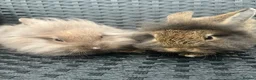 Mini Lion Lop rabbits for sale: Ready to go lionhead lops now reduced - Advert 9