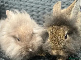 Mini Lion Lop rabbits Ready to go lionhead lops - Advert 15