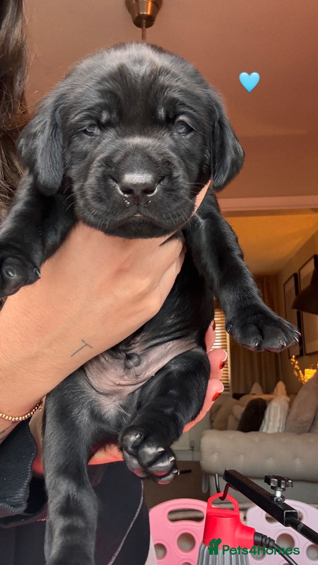 Labrador Retriever dogs for sale: Beautiful KC Labs / DRAKESHEAD - 1 BOY LEFT! - Advert 16
