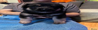 German Shepherd Puppy 5