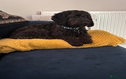 Cockapoo dogs for sale: Rehoming Cockapoo please read description - Image 2