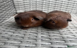 Guinea Pig rodents for sale: Guinea pigs - Image 4